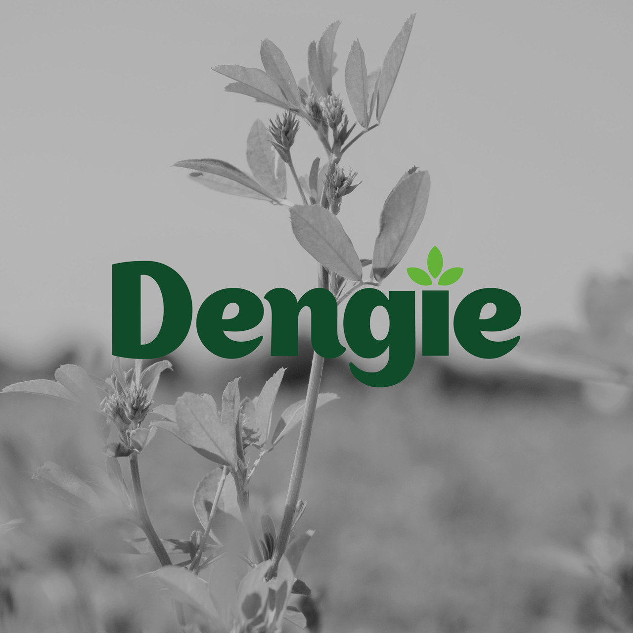 Dengie